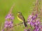 Singing Yellow Wagtail on Fireweed flower