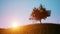 Singl autumn tree on a green meadow sunset