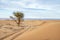 Single acacia tree on sands of Sahara Desert, Africa