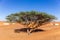 Single Acacia tree on a sandy desert in Al Madam buried ghost village in United Arab Emirates