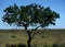 a single acacia tree in the savanna