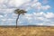 Single Acacia Umbrella Tree in Open Kenya Field