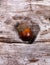 Single acorn inside hole of driftwood