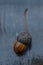 A single acorn with it`s stem on a wooden background