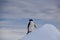 Single adelie penguin climbing ice peak