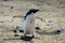 Single adelie penguin with flippers raised