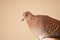 Single adorable dove staring attentively with red eyes