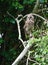 Single adullt barred owl in tree