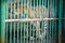 Single adult bengal tiger eats raw meat in cage behind green lattice in zoo