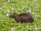 Single Adult Capybara