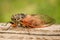 Single adult cicada Tibicina haematodes