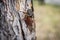 Single of adult cicada Tibicina haematodes on bark of pine tree