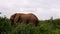 Single adult elephant going through green thorny shrubs. Majestic African animal in wildlife. Safari park, South Africa