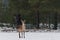 Single Adult Female Red Deer On Snowy Field At Pine Forest Background. European Wildlife Landscape With Snow And Deer Cervidae