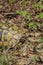 Single adult Hermann`s tortoise, Testudo hermanni