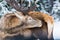 Single adult noble deer with big beautiful horns licking fur on winter forest background. Close up portrait