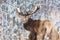 Single adult noble deer with big beautiful horns with snow eating hay on winter forest background. European wildlife landscape wit