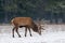 Single Adult Red Deer Stag Cervus Elaphus With Big Horns Feeding On Snowy Grass Field At Foggy Forest Background. European Wil