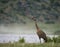 A Single Adult Sandhill Crane Standing in Grass Facing Left