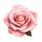 Single Aesthetic Pink Rose Generative Ai