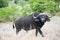 Single African Buffalo staring at tourist in Kruger Nation.