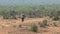 Single African Buffalo walking on the savanna