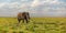 Single African bush elephant Loxodonta africana walking on savanna, white heron birds at its feet