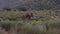 Single African elephant walking in high green grass. Grass blades waving in wind. Safari park, South Africa