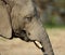 Single African Elephant in zoological garden