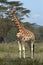 Single african giraffe