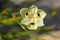 Single African Iris flower in full bloom, yellow flower