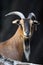 Single African Pygmy goat in zoological garden