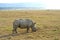 Single African rhinoceros