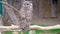 Single African Spotted eagle-owl in a zoological garden
