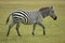 Single african zebra