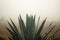 A single agave plant in the heavy early morning mist