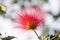 A single Albizia julibrissin flower