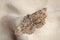 Single Alcis repandata moth on beige cloth, closeup