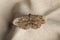 Single Alcis repandata moth on beige cloth, top view