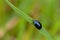 Single alder leaf beetle sitting on a grass blade - Agelastica alni