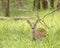 A single alert deer in a field