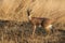 Single alert steenbok carefully graze burnt grass