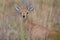 Single alert steenbok carefully graze burnt grass