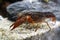 Single alive crayfish moves its claws and limbs in clear water background.