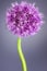 Single allium flower with bright violet head on a purpure background