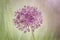 Single allium flower on textured background