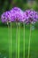 Single allium flowers with bright violet head on a garden background