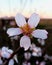 Single almond flower against unfocused background