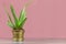 Single Aloe Succulent in Gold Metallic Potted Plant on Pink Back