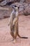 Single or alone Slender-Tailed Meerkats Suricata suricatta